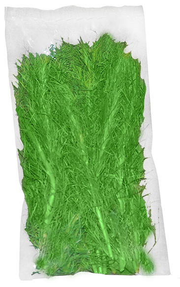 Dill Herbs Manila Philippines